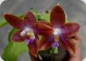 Phal. Jiaho Purple Eagle